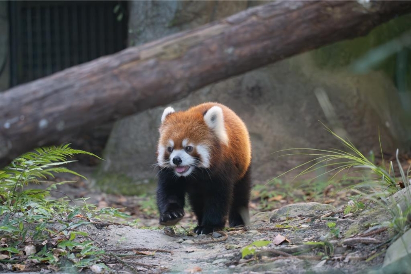 2024年台北、上海双城论坛17日登场,主论坛签署“台北市立动物园与上海动物园小猫熊物种交流及保育合作备忘录”。 2024年台北、上海双城论坛17日登场,主论坛签署“台北市立动物园与上海动物园小猫熊物种交流及保育合作备忘录”。