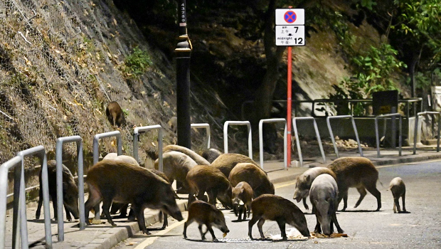 渔护署年花2100万港元管理野猪 渔护署年花2100万港元管理野猪