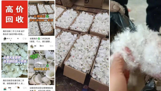 内地揭发有商贩收购二手羽毛球,打碎作为羽绒服填充物。 内地揭发有商贩收购二手羽毛球,打碎作为羽绒服填充物。