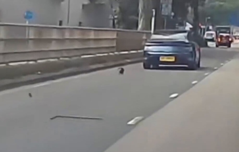 猫咪在马路中心疑似打滚。fb「车Cam L(香港群组)」截图 猫咪在马路中心疑似打滚。fb「车Cam L(香港群组)」截图