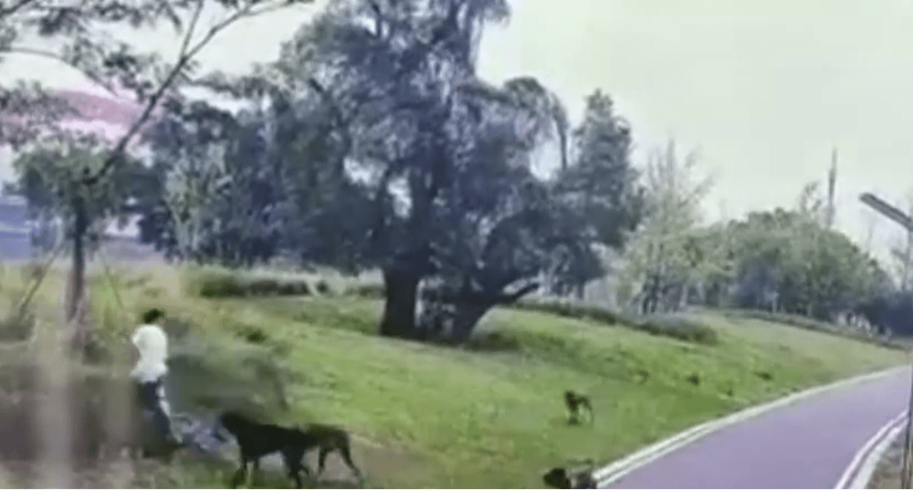 4大狗将一对母女迫至绿化地带。