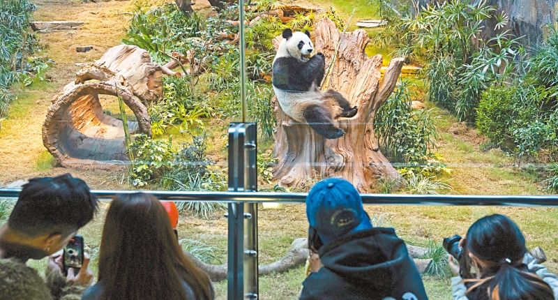 中国国宝熊猫。 中国国宝熊猫。