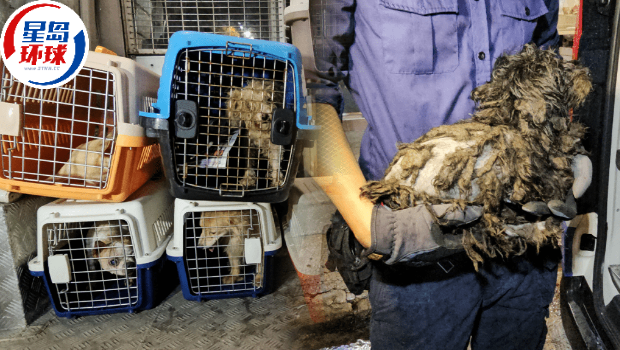 残酷虐待动物愈趋严重 残酷虐待动物愈趋严重