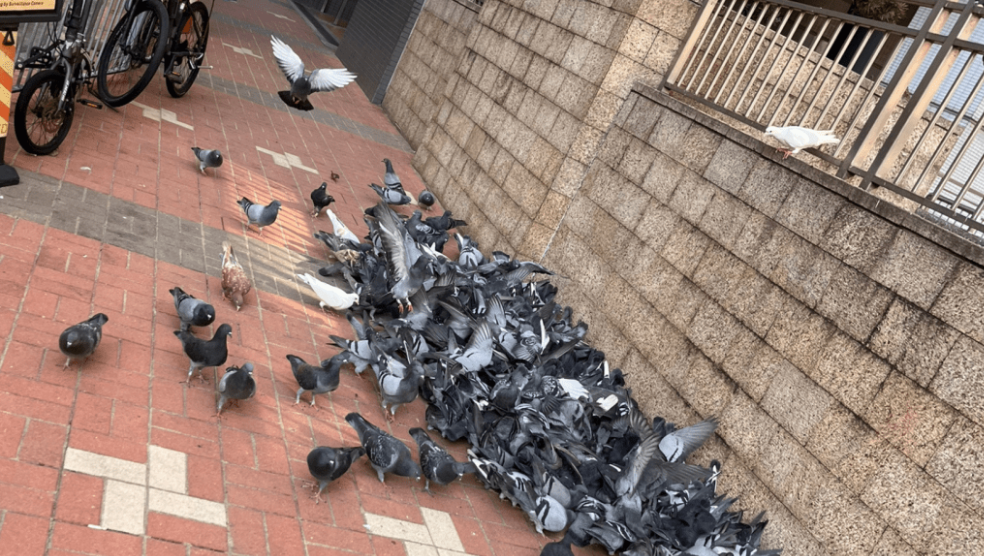 港铁坑口站B出口附近行人路,以往经常有大群野鸽聚集。(受访者提供) 港铁坑口站B出口附近行人路,以往经常有大群野鸽聚集。(受访者提供)