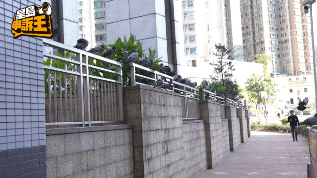 现时的行人路已不见有野鸽聚集。 现时的行人路已不见有野鸽聚集。