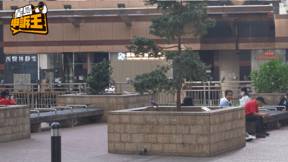 附近仍有野鸽出现,但数量已大幅减少。 附近仍有野鸽出现,但数量已大幅减少。