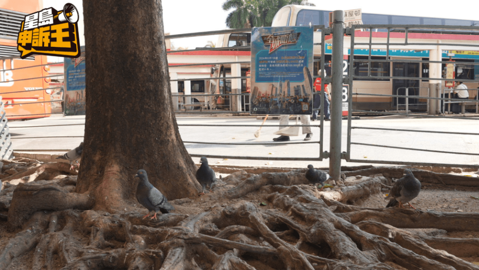尖沙咀天星码头的野鸽,零星分布在花槽及广告牌一带。 尖沙咀天星码头的野鸽,零星分布在花槽及广告牌一带。
