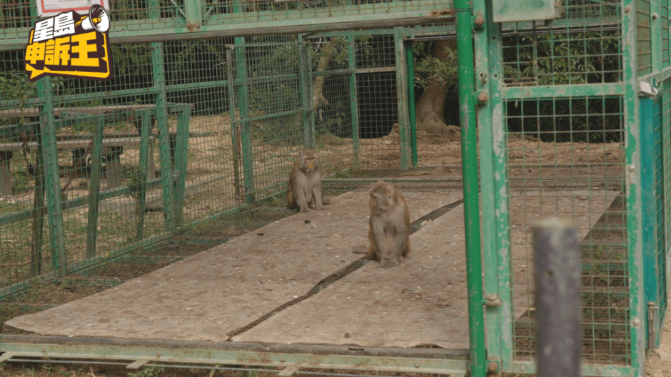 香港海洋公园保育基金受渔护署委托为野猴进行绝育及调查数量。 香港海洋公园保育基金受渔护署委托为野猴进行绝育及调查数量。