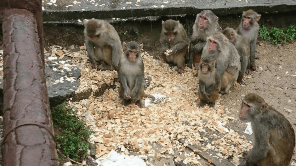 金山路以前常有人倒食物喂饲猴子。(受访者提供) 金山路以前常有人倒食物喂饲猴子。(受访者提供)