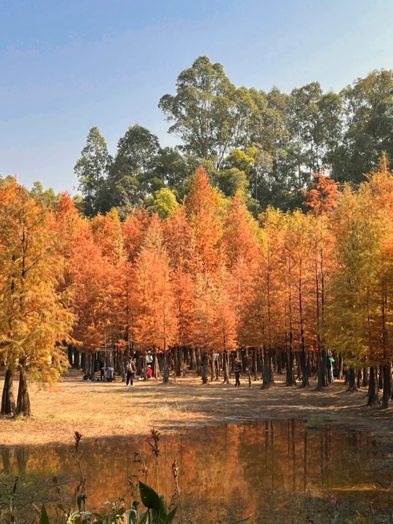 位于广州番禺区的大夫山森林公园是广州生态森林公园之一(图片来源:广州好好玩速报@小红书) 位于广州番禺区的大夫山森林公园是广州生态森林公园之一(图片来源:广州好好玩速报@小红书)