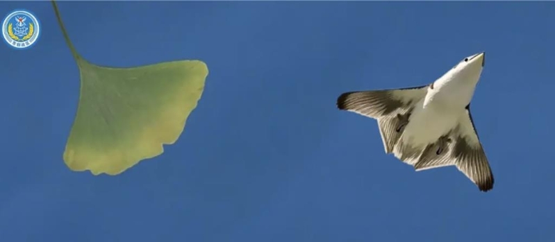 解放军东部战区元旦发布影音,银杏叶、飞鸟图出镜 解放军东部战区元旦发布影音,银杏叶、飞鸟图出镜