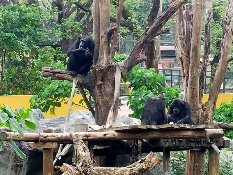 寿山动物园指出,黑猩猩具有领域性及群体打猎的天性本能。 寿山动物园指出,黑猩猩具有领域性及群体打猎的天性本能。