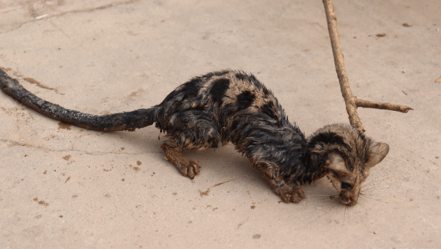 云南路人坑渠捡到“虎斑猫”? 云南路人坑渠捡到“虎斑猫”?