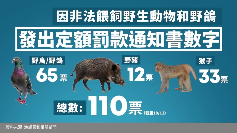 野生动物 野生动物