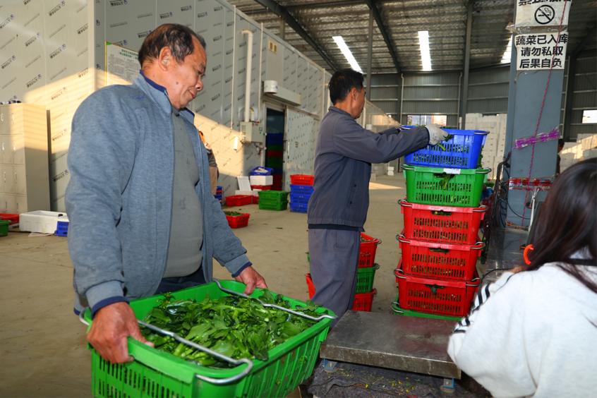 粤港澳大湾区“菜篮子”生产基地 粤港澳大湾区“菜篮子”生产基地