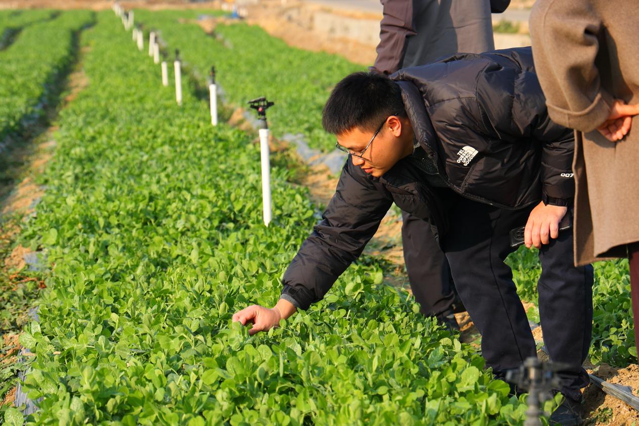 贺州市的蔬菜(含食用菌)种植面积达到了142.92万亩 贺州市的蔬菜(含食用菌)种植面积达到了142.92万亩
