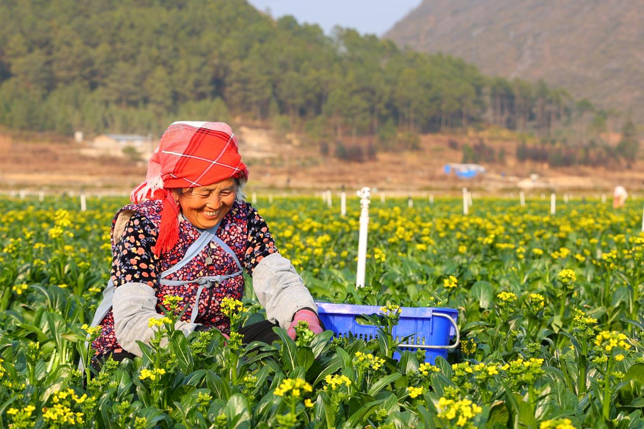 贺州供港蔬菜 贺州供港蔬菜