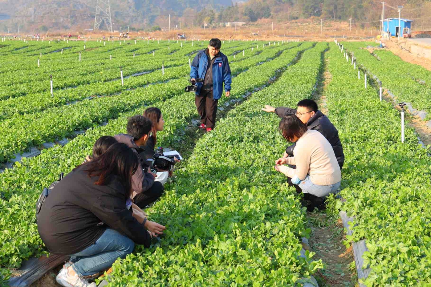 钟山县东融(供港)稻菜产业示范基地。 钟山县东融(供港)稻菜产业示范基地。
