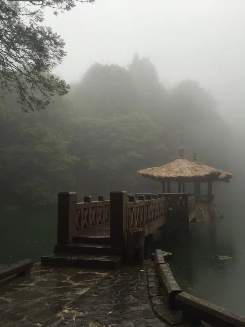 台湾阿里山深具神秘和自然气息。（微博）