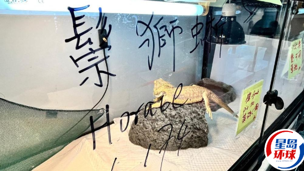 图为其中1只鬃狮蜥 图为其中1只鬃狮蜥