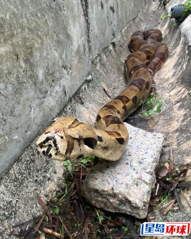 李咏豪早前于城门郊野公园捕获1条身躯受伤、疑遭弃养的红尾蚺。 李咏豪早前于城门郊野公园捕获1条身躯受伤、疑遭弃养的红尾蚺。