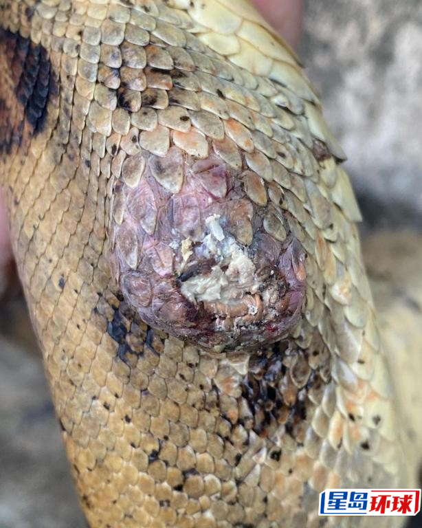 受伤的红尾蚺。 受伤的红尾蚺。