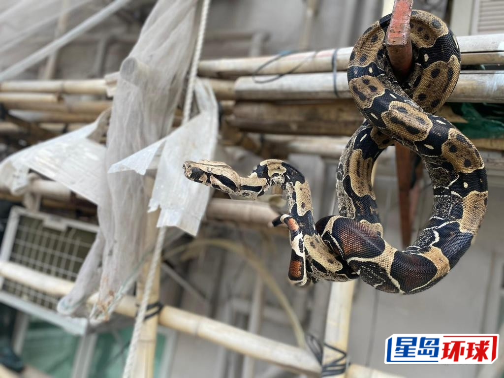 体形庞大的红尾蚺近年流行,图中红尾蚺盘缠于工厦外墙竹棚。 体形庞大的红尾蚺近年流行,图中红尾蚺盘缠于工厦外墙竹棚。