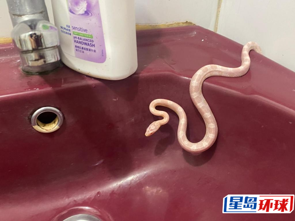 1条怀疑走失的白粟米蛇,潜入公屋单位,咬伤男住客。 1条怀疑走失的白粟米蛇,潜入公屋单位,咬伤男住客。