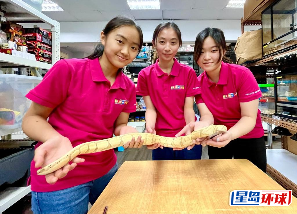 城大兽医学系学生Kiki(左起)、Esther及Xenia当义工学习照顾两爬动物。 城大兽医学系学生Kiki(左起)、Esther及Xenia当义工学习照顾两爬动物。