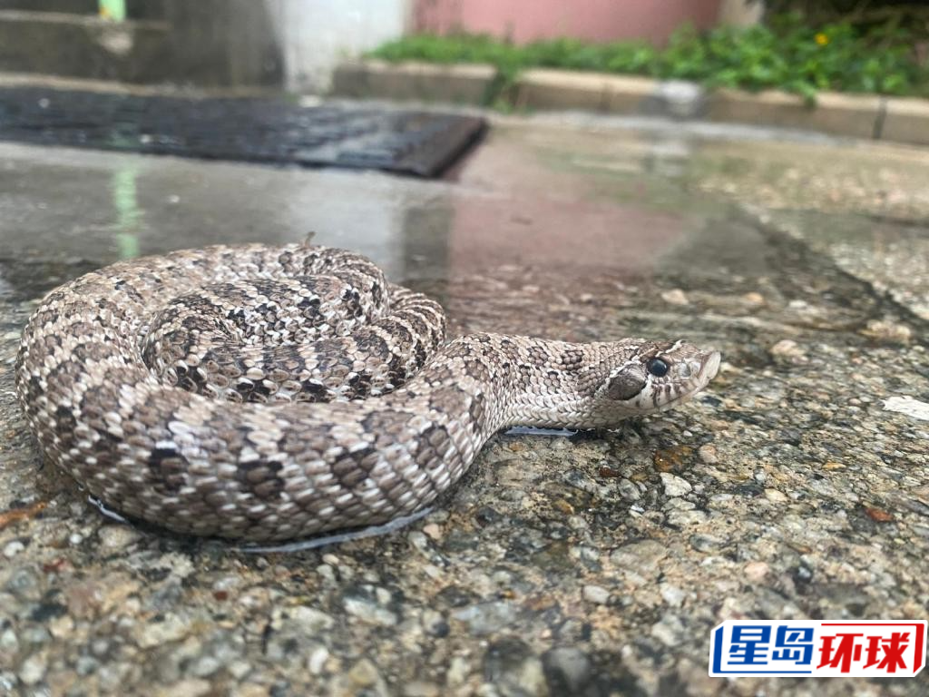 有市民饲养具轻微毒性的猪鼻蛇作宠物。 有市民饲养具轻微毒性的猪鼻蛇作宠物。