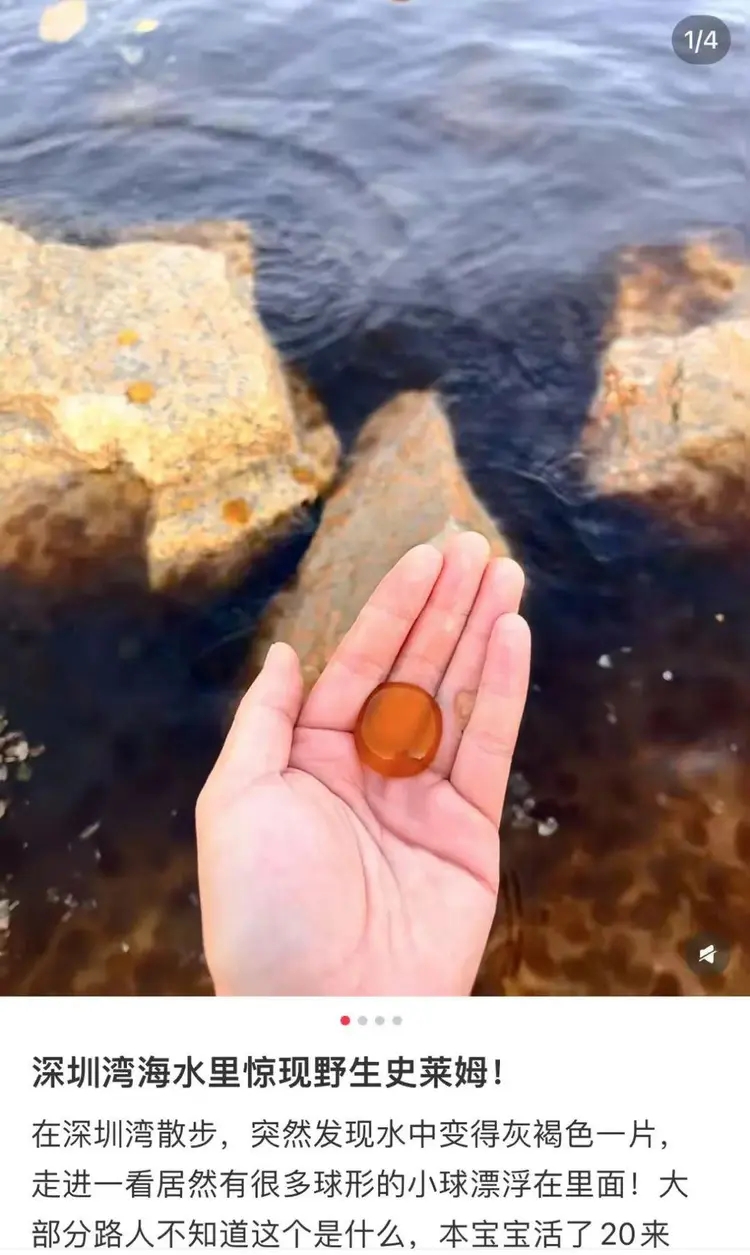 网友发布“深圳湾惊现野史莱姆”。 网友发布“深圳湾惊现野史莱姆”。