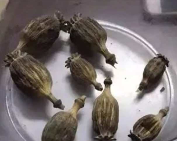 警方找到8个罂粟壳。 警方找到8个罂粟壳。