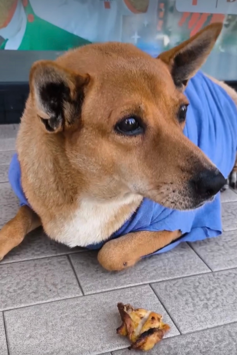 “红猪肉”获大家照顾,有衣服穿、有食物吃。 “红猪肉”获大家照顾,有衣服穿、有食物吃。