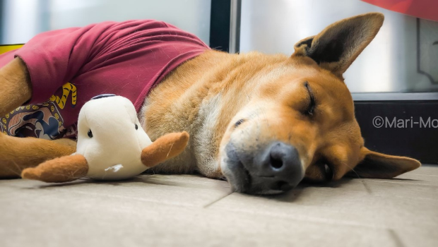 “红猪肉”在便利店外睡觉。 “红猪肉”在便利店外睡觉。