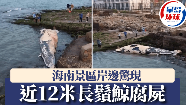 巨型长鬚鲸尸体搁浅在海南一景区岸边。 巨型长鬚鲸尸体搁浅在海南一景区岸边。