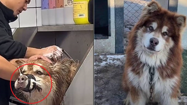 “艾特”被尼龙索带紧绑,嘴角渗血,冲凉期间暴毙。 “艾特”被尼龙索带紧绑,嘴角渗血,冲凉期间暴毙。