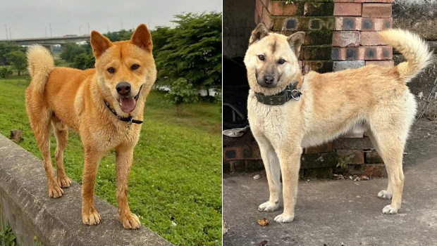 广州正式解禁“唐狗” 广州正式解禁“唐狗”