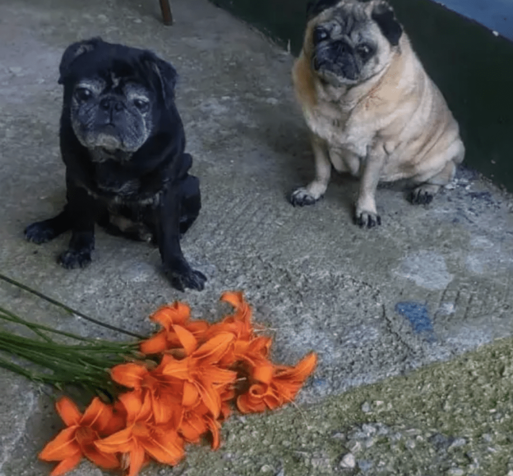 内亚戈所养的两只宠物哈巴狗 内亚戈所养的两只宠物哈巴狗