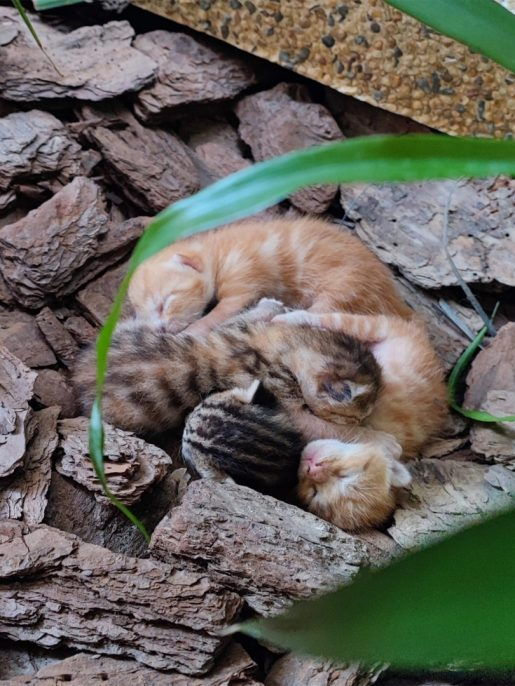 东华三院邱子田纪念中学在开学日于校门花圃发现4只初生小猫。 东华三院邱子田纪念中学在开学日于校门花圃发现4只初生小猫。