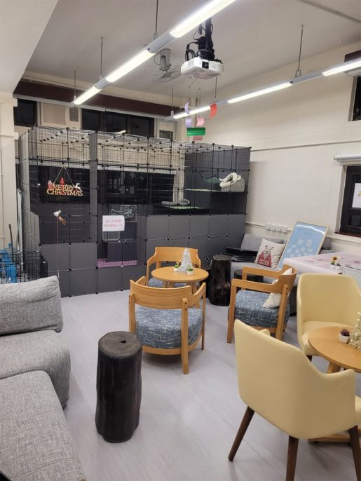 猫Café一隅。 猫Café一隅。