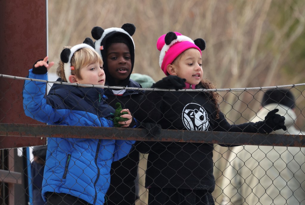 学生们透过围栏观看大熊猫 学生们透过围栏观看大熊猫