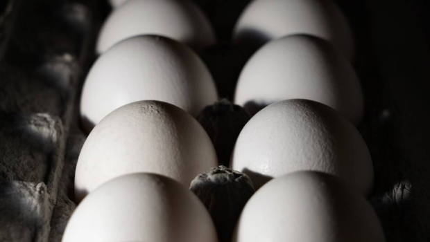 美国禽流感蔓延致当地出现鸡蛋荒。 美国禽流感蔓延致当地出现鸡蛋荒。