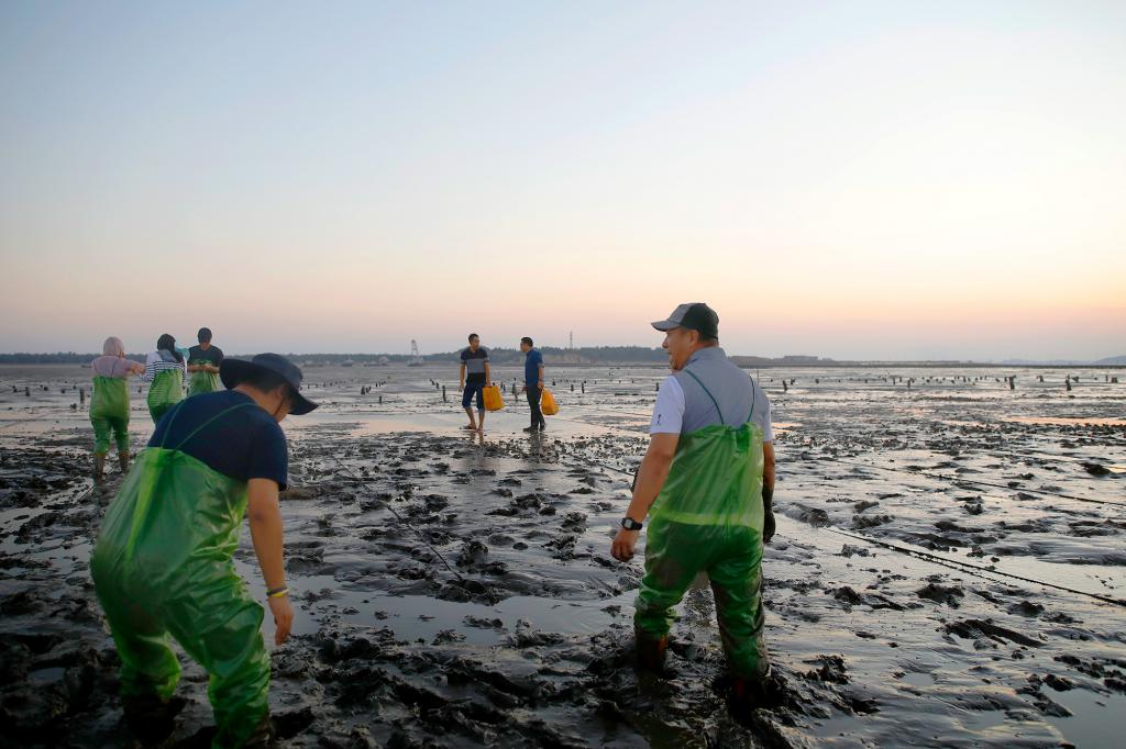 方志忠走到前线,了解“头水紫菜”的质素。 方志忠走到前线,了解“头水紫菜”的质素。