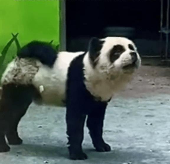 淄博当地动物园曾将狗化妆成熊猫,爆红网络。 淄博当地动物园曾将狗化妆成熊猫,爆红网络。