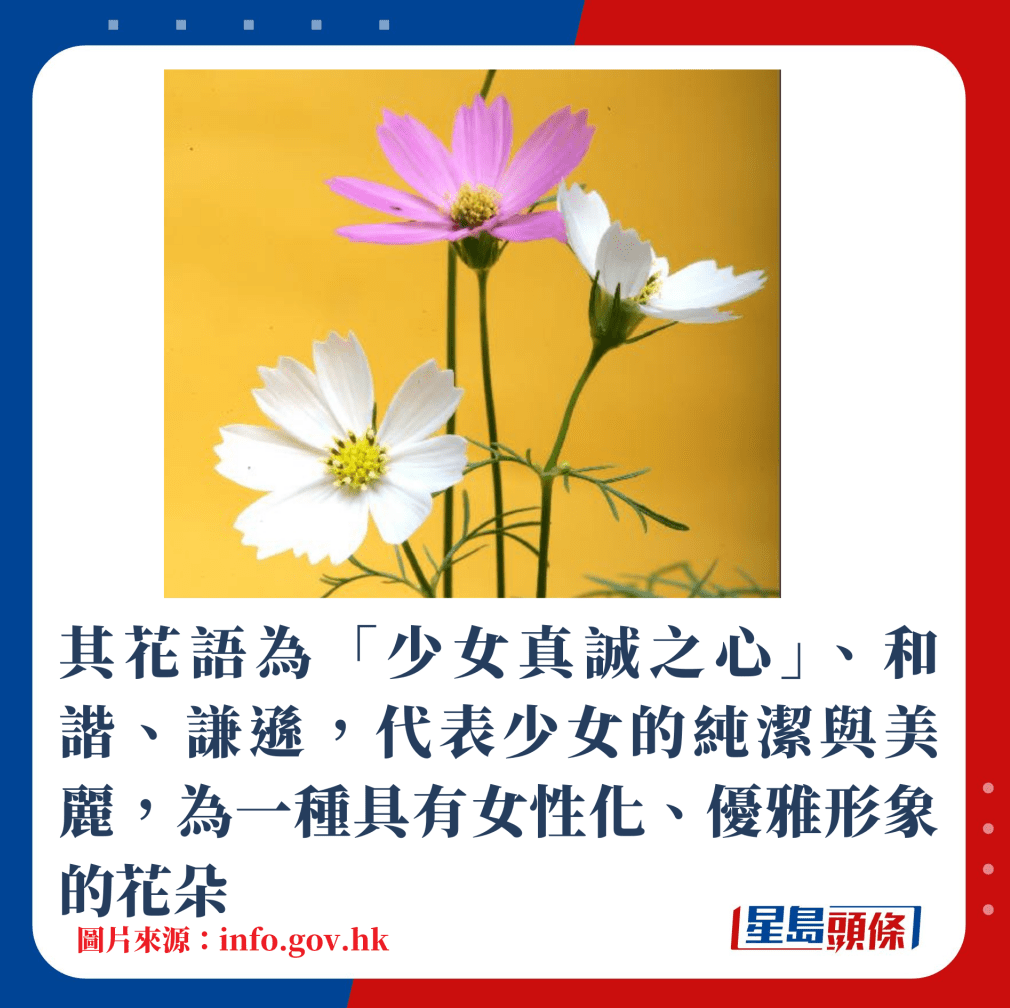 其花语为“少女真诚之心”、和谐、谦逊,代表少女的纯洁与美丽,为一种具有女性化、优雅形象的花朵 其花语为“少女真诚之心”、和谐、谦逊,代表少女的纯洁与美丽,为一种具有女性化、优雅形象的花朵