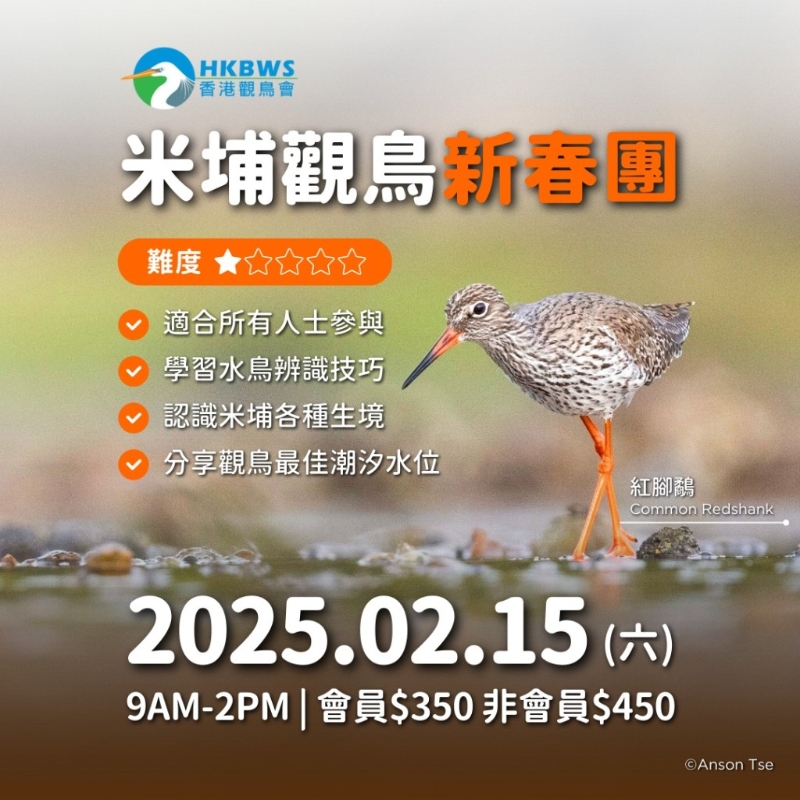 米埔观鸟新春团 米埔观鸟新春团