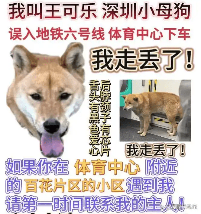 寻狗启示 寻狗启示