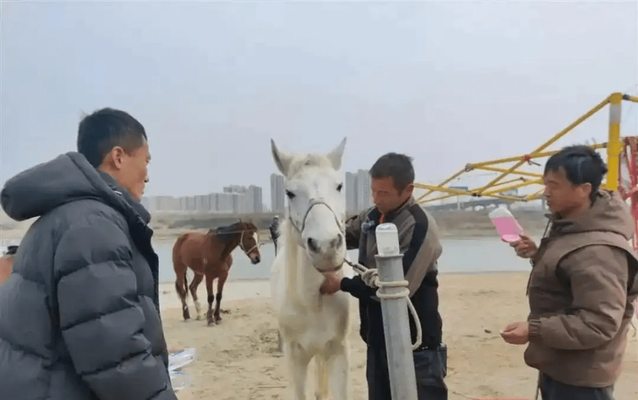 「白龙马」此前被救治画面。 「白龙马」此前被救治画面。