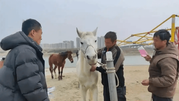 “白龙马”此前被救治画面。 “白龙马”此前被救治画面。