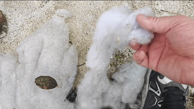 景区地上有无数棉花。 景区地上有无数棉花。